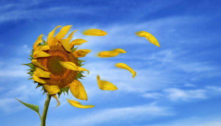 iStock_000005549912_Medium